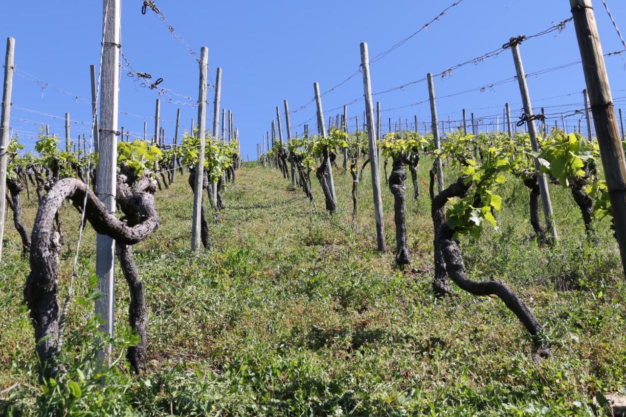 Appartamento Klemmbachidyll Badenweiler Esterno foto
